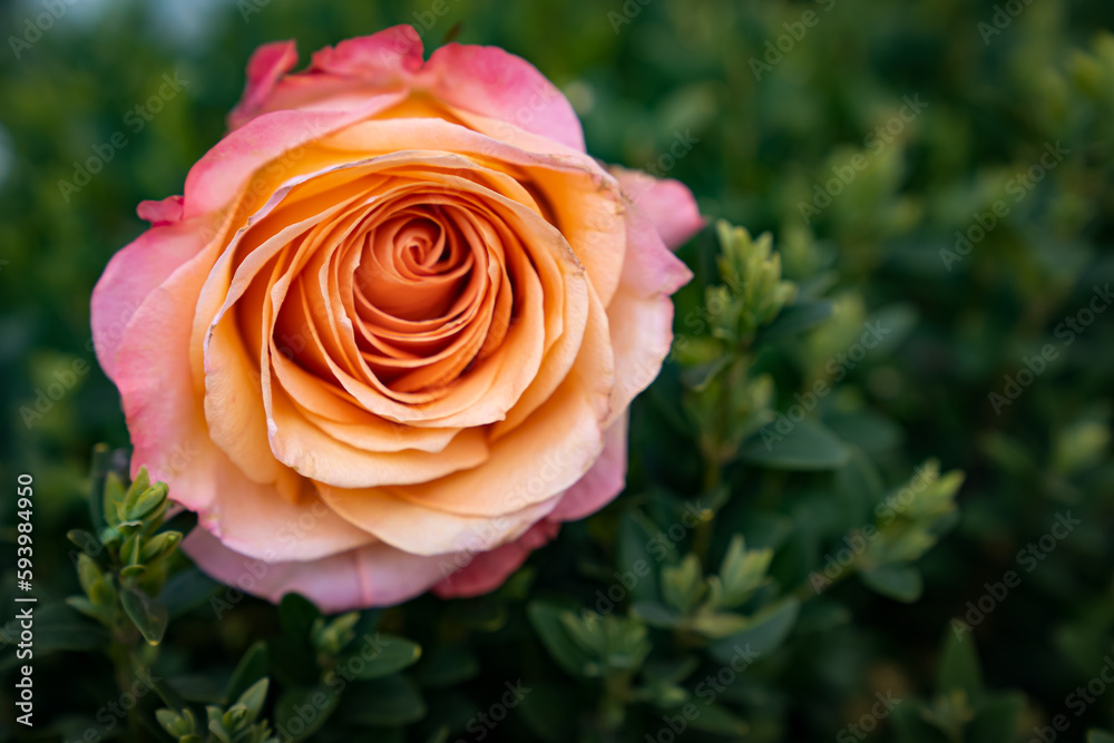 a coral rose in the upper left corner against a background of green leaves a coral rose in the upper left corner against a background of green leaves