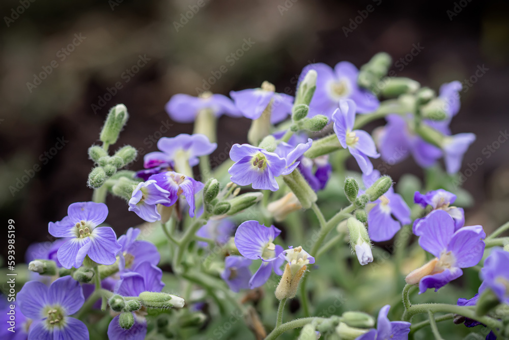 Aubrieta, Aubretia