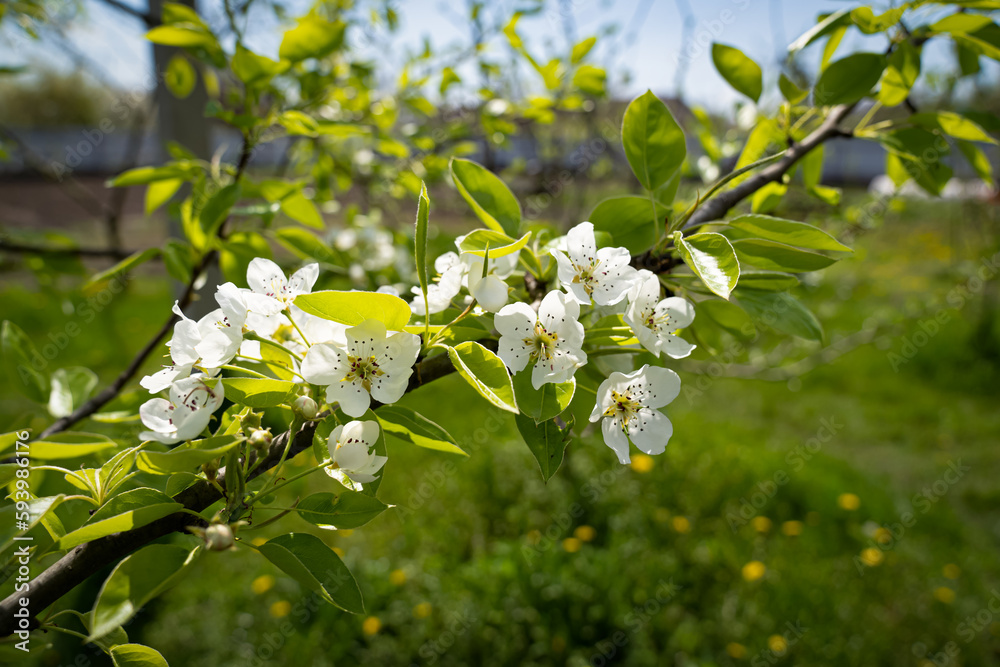 Obraz premium white cherry tree