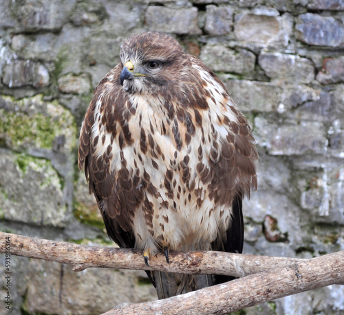 Common buzzard (Buteo buteo) portrait photo