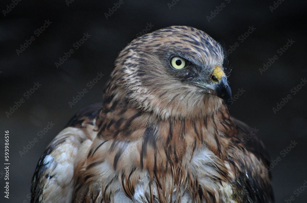 Western marsh harrier (Circus aeruginosus) portrait Western marsh harrier (Circus aeruginosus) portrait