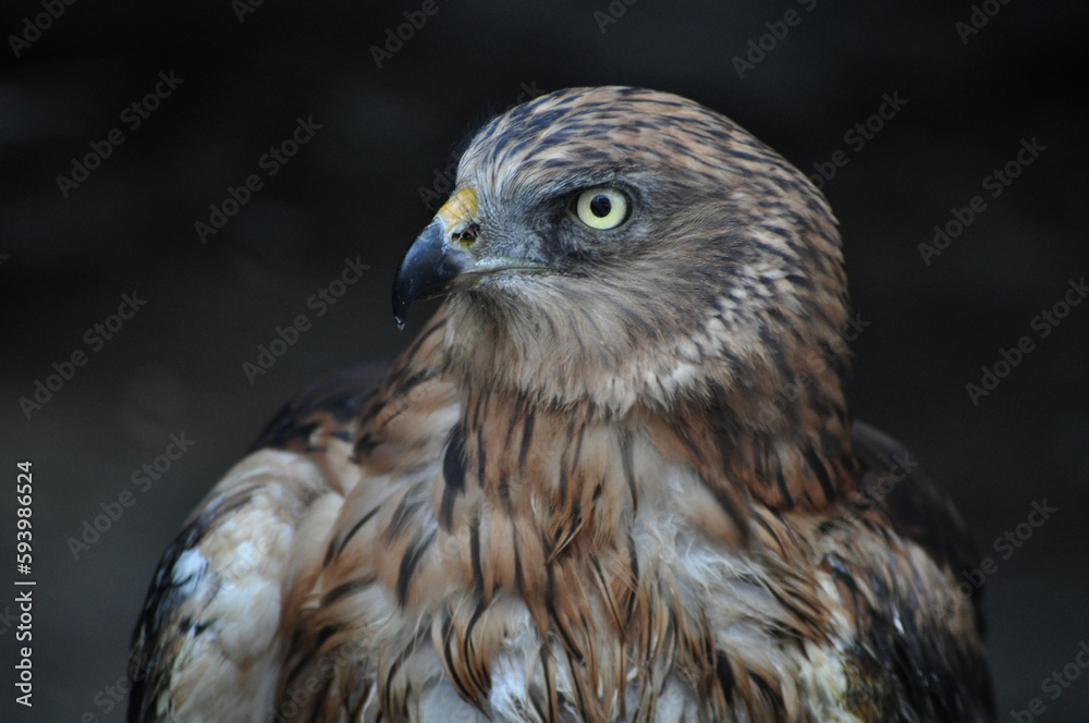 Obraz premium Western marsh harrier (Circus aeruginosus) portrait