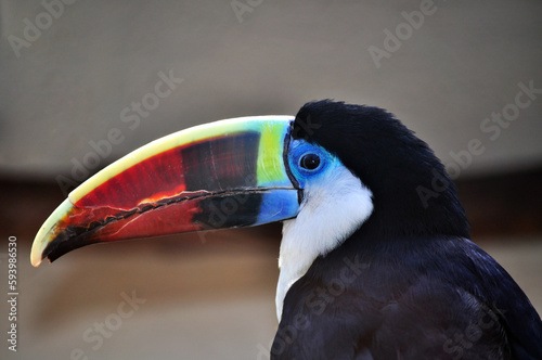 White-throated toucan (Ramphastos tucanus) portrait