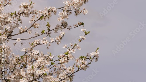 blossoming of a fruit tree in spring on the background of the sky