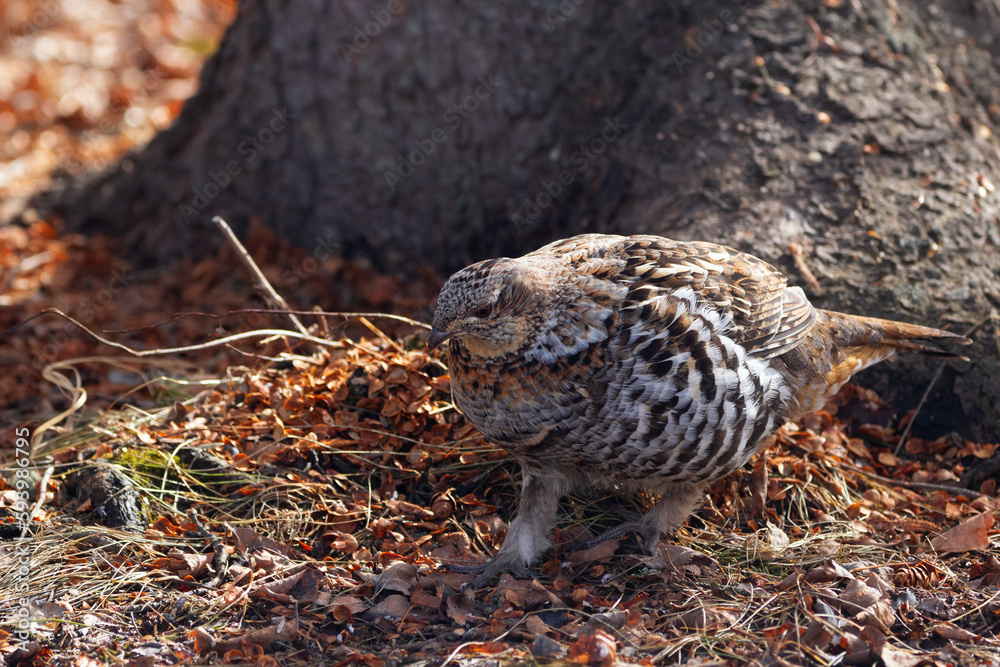 Ruffed grouse is walking in the spring forest under a big tree. Ruffed grouse is walking in the spring forest under a big tree.