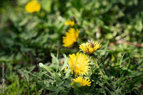 yellow dandelion flower