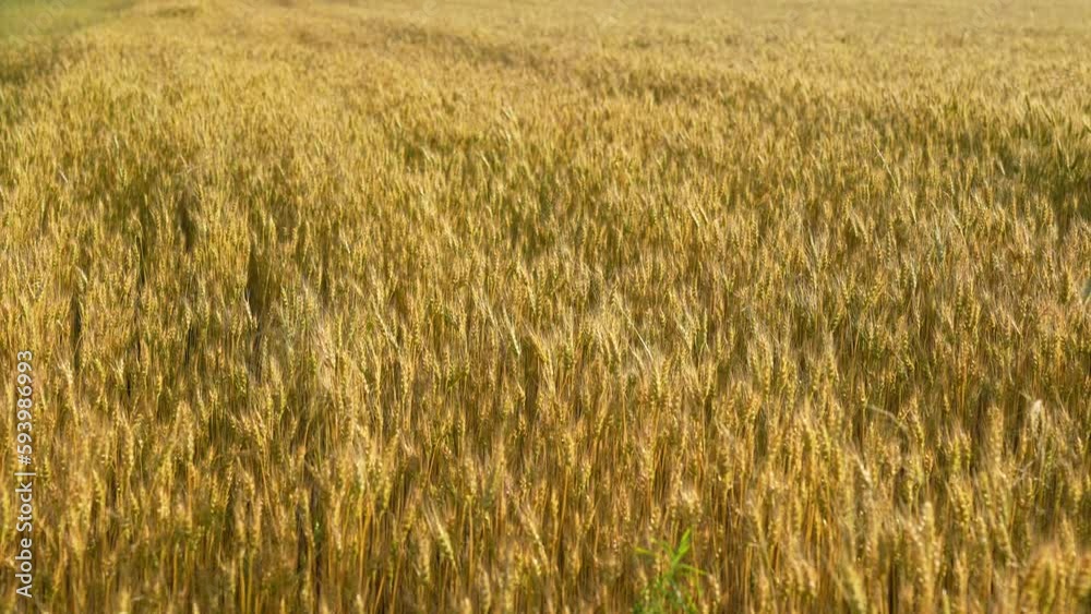 Beautiful riping countriside field during golden sunset time in June. 4k stock video footage of scenic countryside landscape of Ukraine Beautiful riping countriside field during golden sunset time in June. 4k stock video footage of scenic countryside landscape of Ukraine