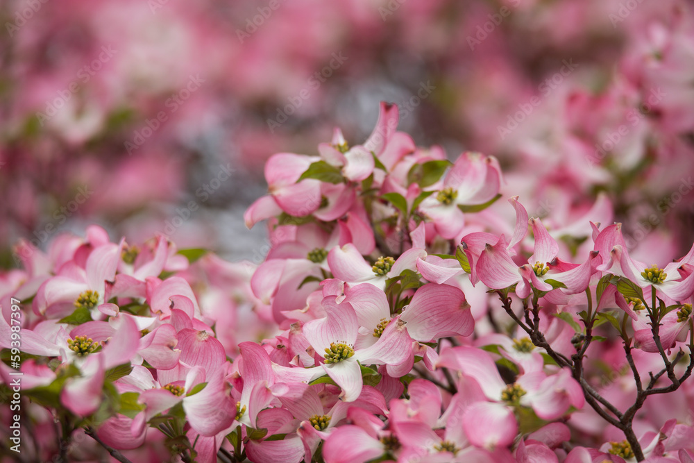 Obraz premium Closeup of beautiful, vibrant pink dogwood blossoms against blurred blossom background in springtime 