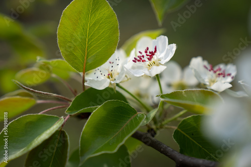Pear blossoms in spring in the garden