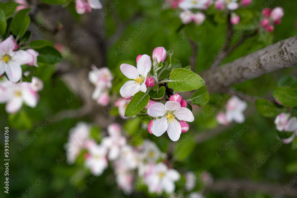 apple blossoms were understood on a tree in the garden