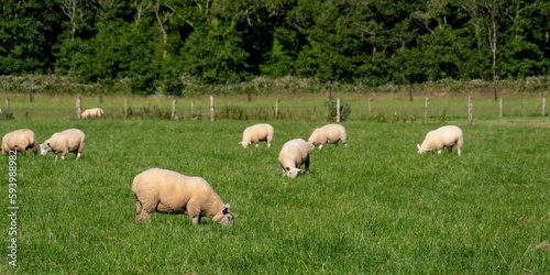 A flock of sheep. Livestock farm. Grazing animals on the farm. Herd of sheep on green grass field