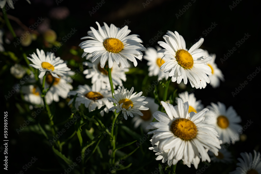 Fototapeta premium daisies in a field