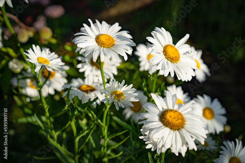 daisies in the garden