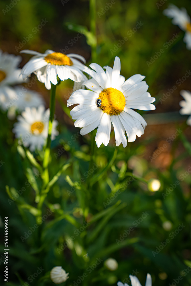 white daisy flower white daisy flower