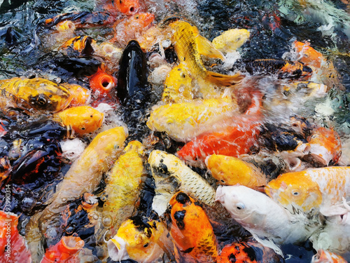 A group of carp fish is swimming in the pool.