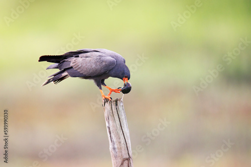 Snail Kite