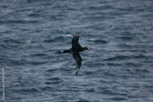 Giant petrel © Raphael