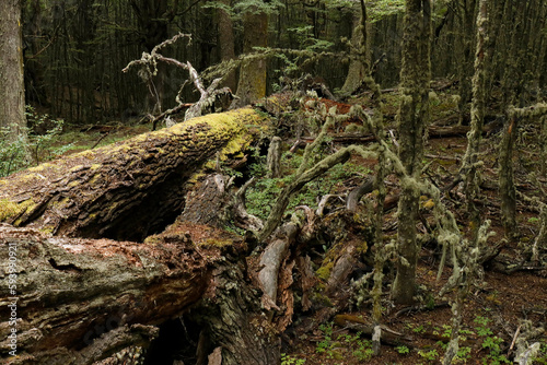 stump in the forest © Raphael
