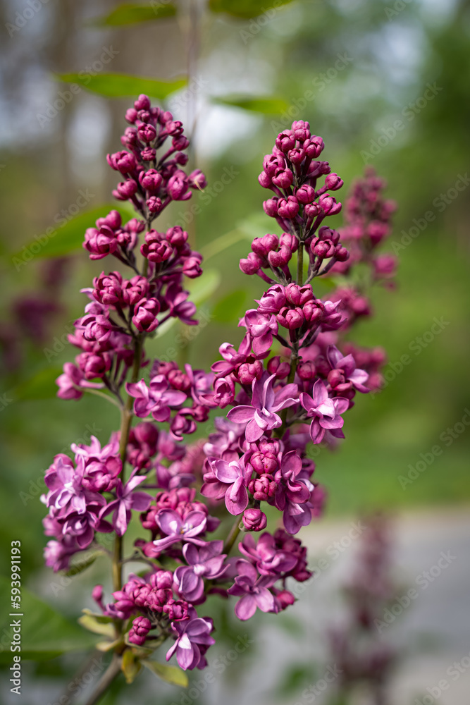a branch of purple Syringa with a branch of purple Syringa with