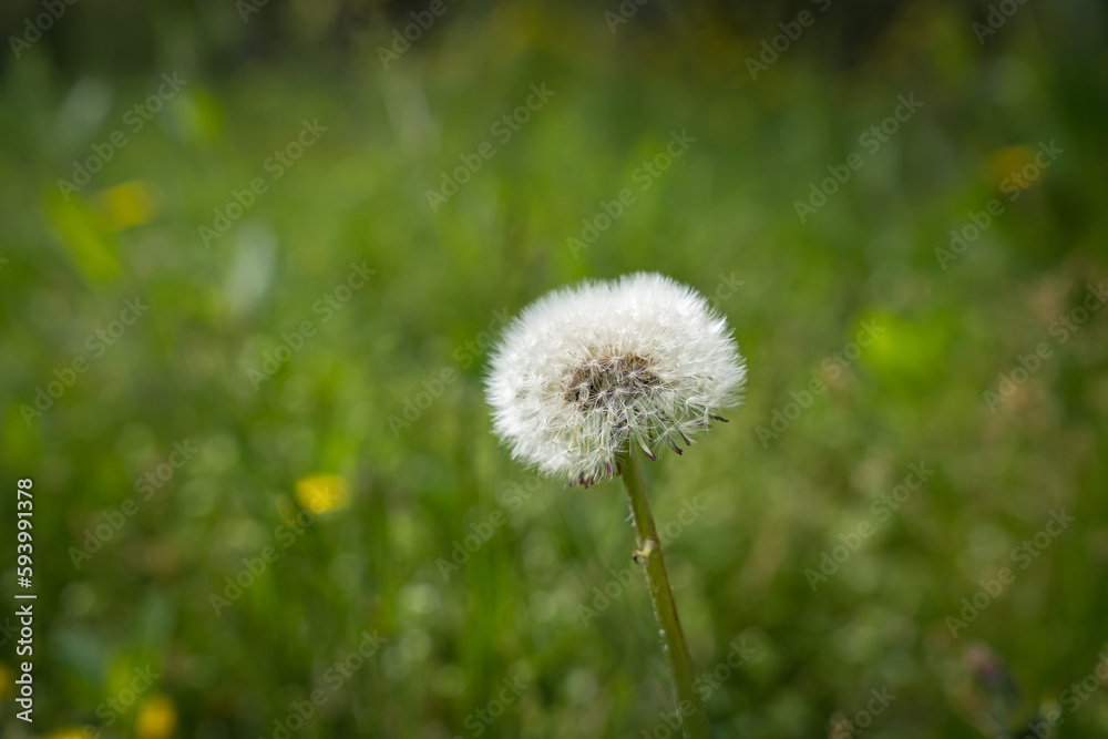 dandelion with white bangs on a green field background