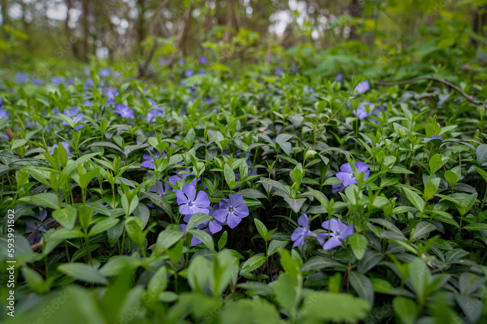 Vinca is a genus of flowering plants of the periwinkle family that grows in the forest Vinca is a genus of flowering plants of the periwinkle family that grows in the forest