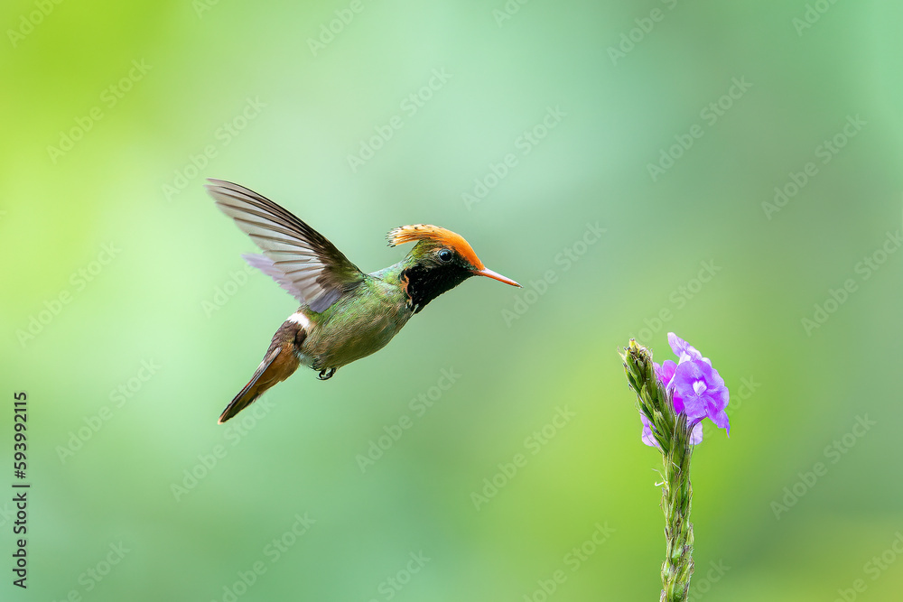 Fototapeta premium hummingbird in flight