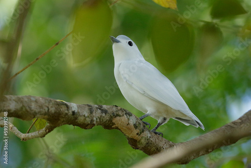 Foto Snowy Cotinga