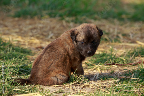 Puppy breed Alabai © deviddo