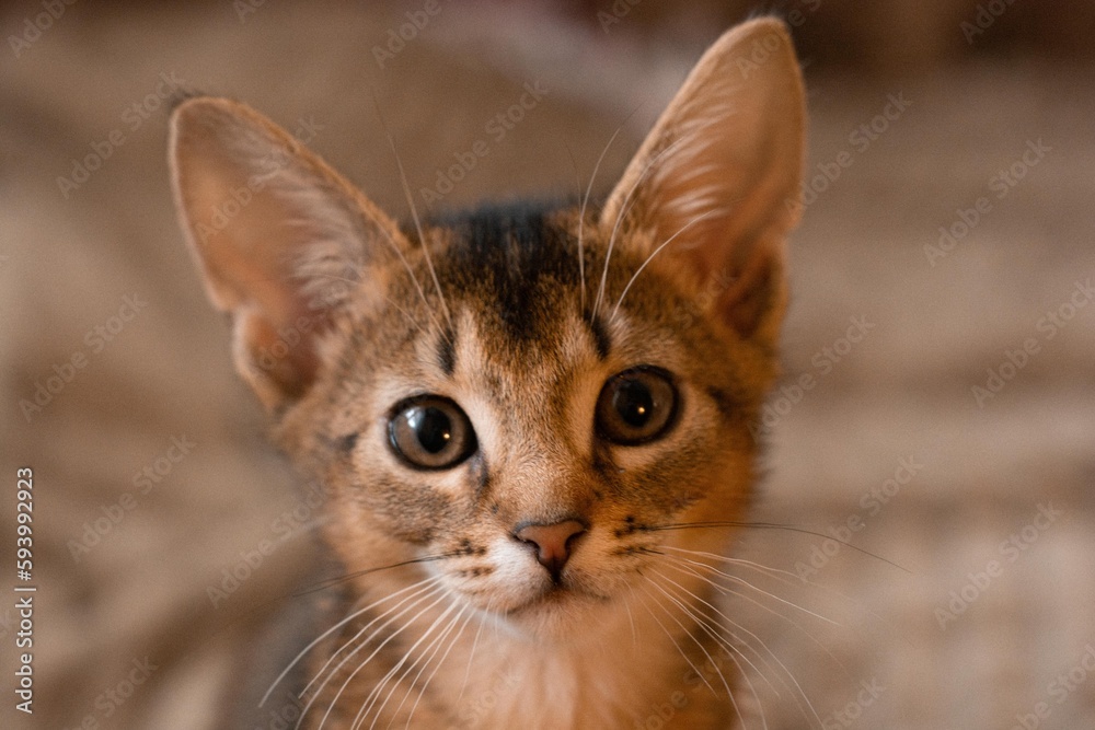 Attentive Abyssinian kitten, keen look, wild color