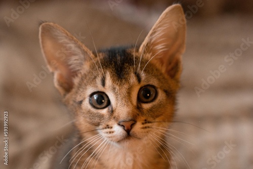 Attentive Abyssinian kitten, keen look, wild color