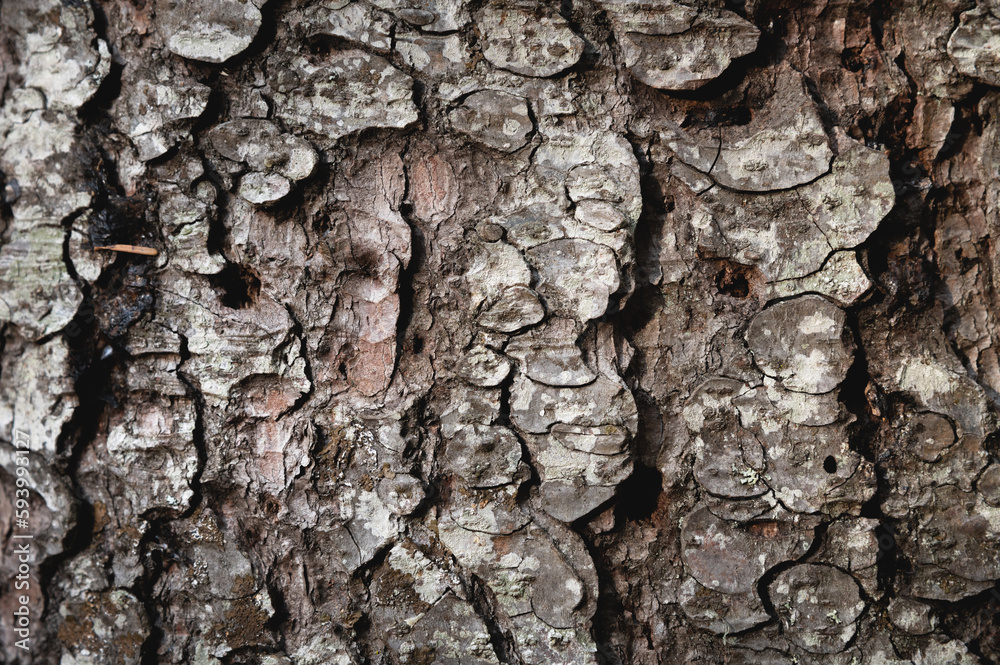 Tree trunk texture. Pine bark close-up, tree bark background Tree trunk texture. Pine bark close-up, tree bark background