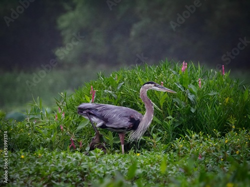 Beautiful shot of a blue heron bird walking through tall grass in a park