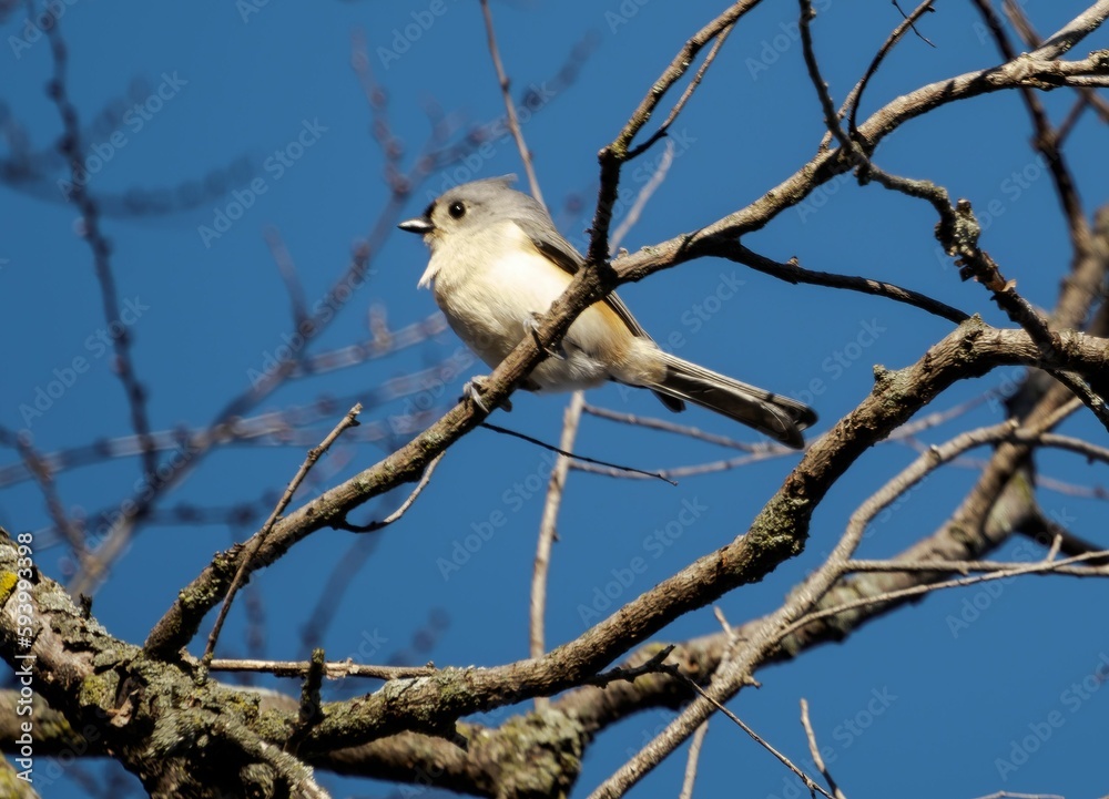 Low angle shot of a tufted titmus bird perched on a tree branch Low angle shot of a tufted titmus bird perched on a tree branch