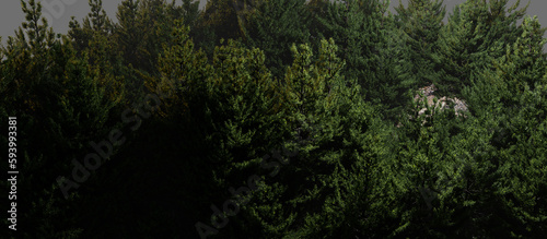 Green Nature Forest Top View Concept Background. Realistic Illustration