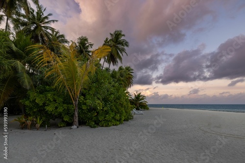 Golden sunset over the beach with tall coconut trees