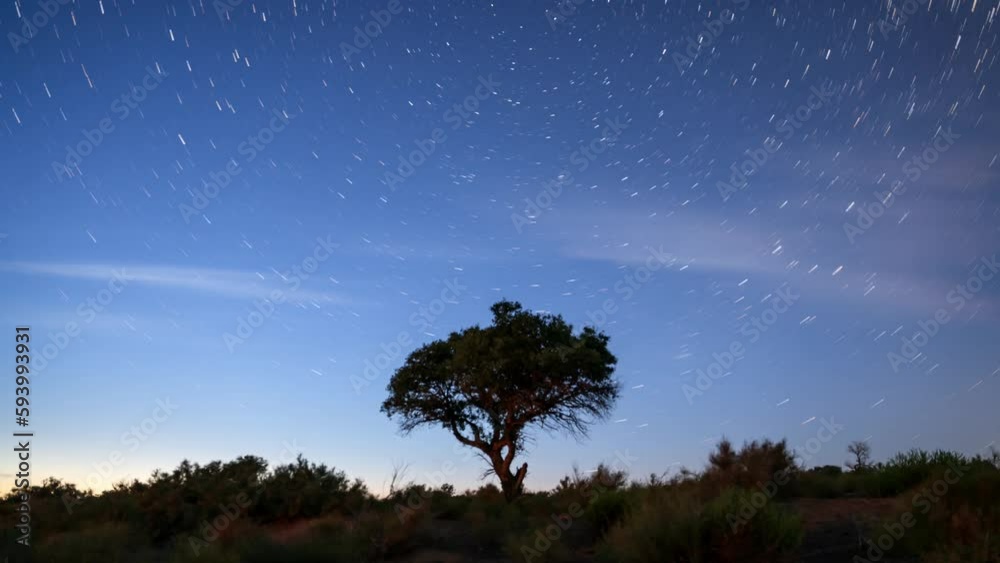 Timelapse video of starry sky above the tree in the forest in the shadow Timelapse video of starry sky above the tree in the forest in the shadow