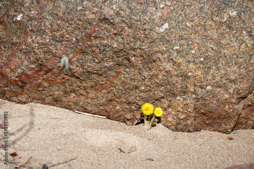 Yellow flowers in front of a rock