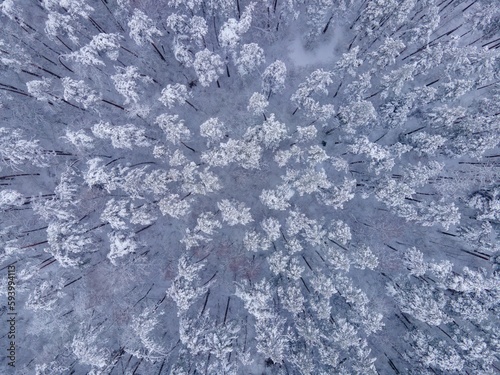 Top view of the fir forest trees covered by white snow
