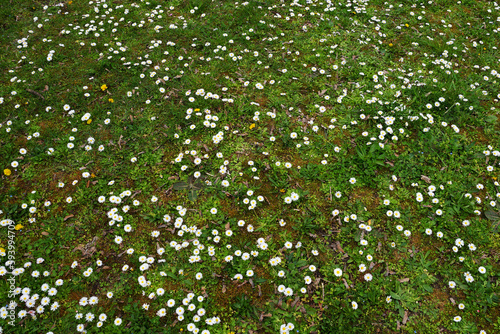 green lawn with blooming white flowers daisies