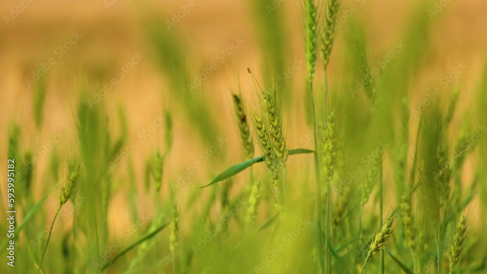 Green stalks of wheat dancing in farm field. Static close up Green stalks of wheat dancing in farm field. Static close up