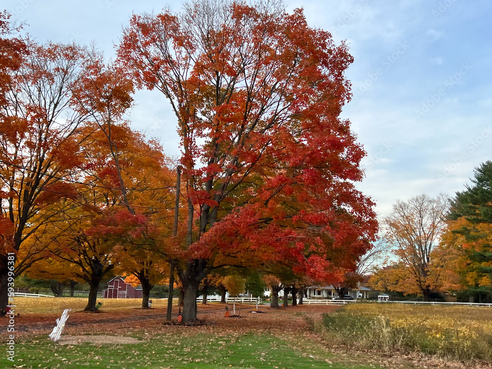 Naklejka premium Close up of Pin oak trees with beautiful autumn colors leaves. Quercus palustris, eastern North America