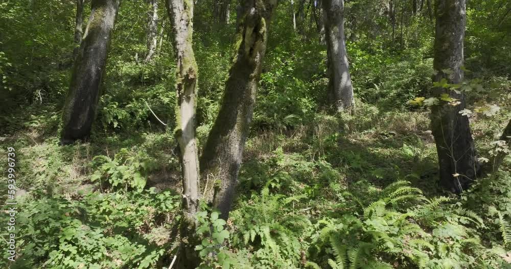 Jogging in the Sunny Forest a Woman in Purple t-shirt and Black Leggins Enjoying Sports Activity a Drone Dolly Shot
Jogging in the Sunny Forest a Woman in Purple t-shirt and Black Leggins Enjoying Sports Activity a Drone Dolly Shot