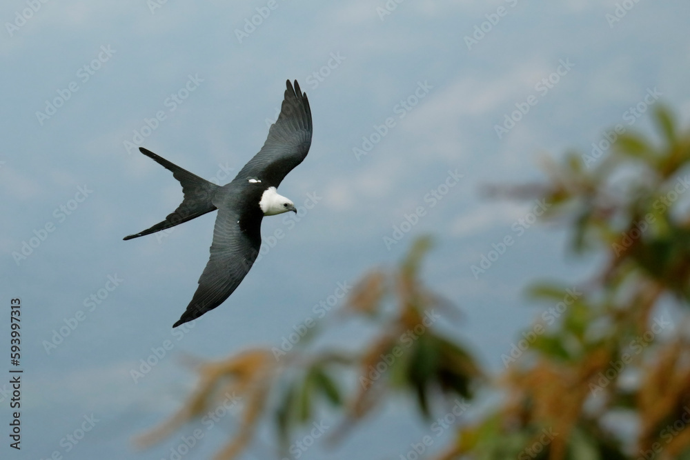 Obraz premium Swallow-tailed-Kite