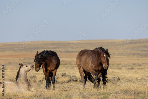 Fototapeta Naklejka Na Ścianę i Meble -  Wild Horses in the Wyoming Desert in Autumn
