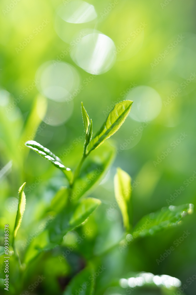 茶葉・茶畑・新茶