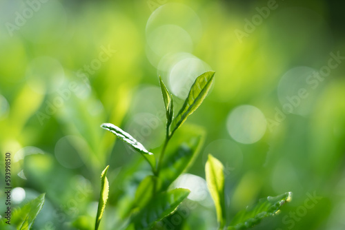 茶葉・茶畑・新茶