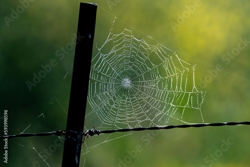 spider web with dew drops backlit with yellow flower background