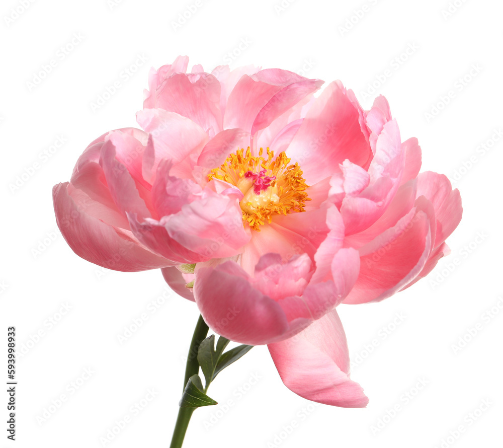 Beautiful pink peony flower isolated on white Beautiful pink peony flower isolated on white