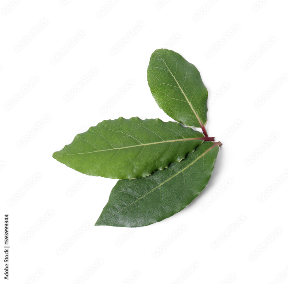 Fresh bay leaves isolated on white, top view Fresh bay leaves isolated on white, top view