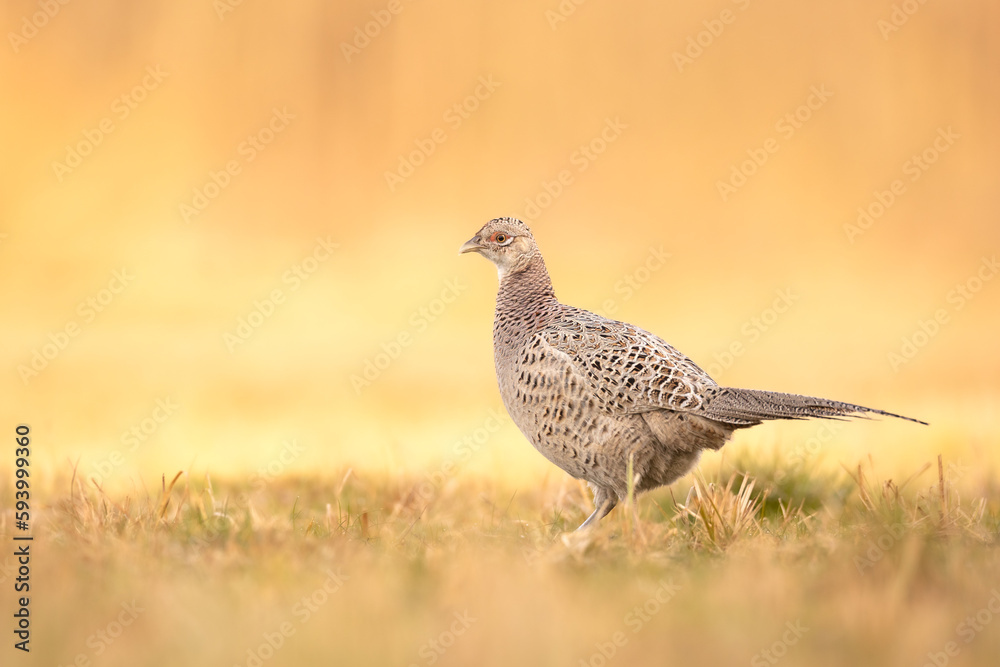 Common pheasant Phasianus colchius Ring-necked pheasant in natural habitat, grassland in early spring Common pheasant Phasianus colchius Ring-necked pheasant in natural habitat, grassland in early spring